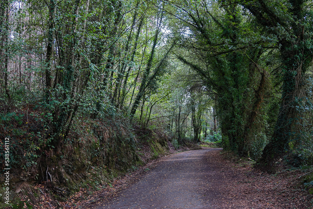 French Way of Saint James trail crossing the lush forest. Galicia, Spain.