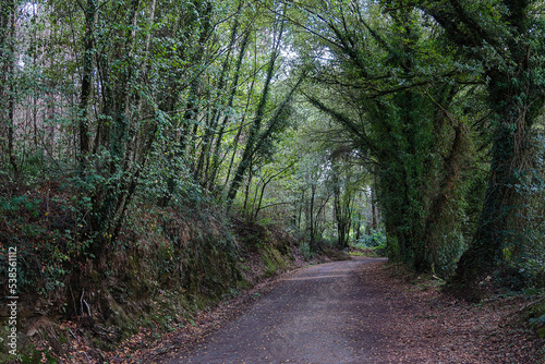 French Way of Saint James trail crossing the lush forest. Galicia  Spain.