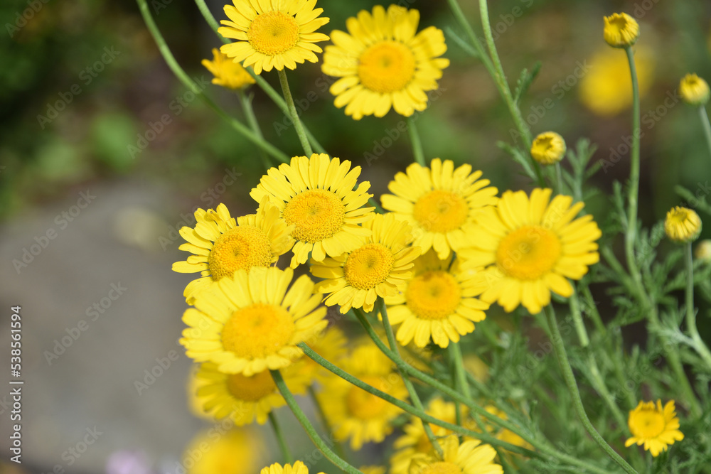 Stunning Cluster of Flowering Leopards Bane Blossoms Stunning Cluster of Flowering Leopards Bane Blossoms