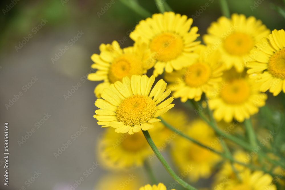 Gorgeous Flowering Wolfs Bane Flowers in a Garden Gorgeous Flowering Wolfs Bane Flowers in a Garden