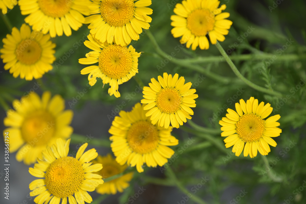 Yellow Arnica Montana Flowers Blooming in a Garden Yellow Arnica Montana Flowers Blooming in a Garden