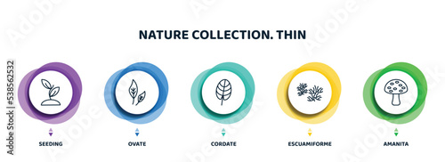 editable thin line icons with infographic template. infographic for nature collection. thin concept. included seeding, ovate, cordate, escuamiforme, amanita icons.