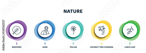 editable thin line icons with infographic template. infographic for nature concept. included reniform, dune, pollen, coconut tree standing, larch leaf icons.