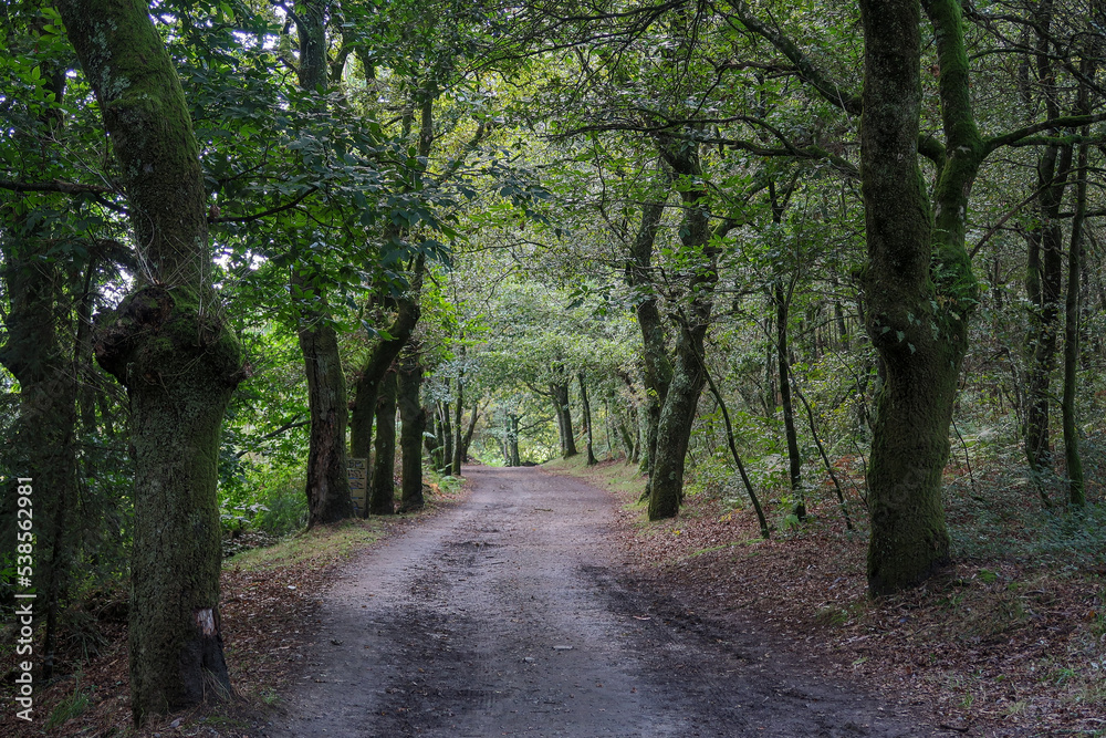 French Way of Saint James crossing a beautiful leafy forest. Galicia, Spain. French Way of Saint James crossing a beautiful leafy forest. Galicia, Spain.