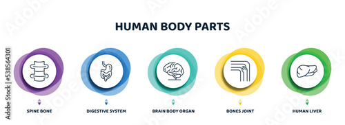 editable thin line icons with infographic template. infographic for human body parts concept. included spine bone, digestive system, brain body organ, bones joint, human liver icons.