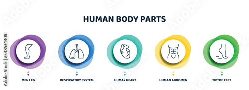 editable thin line icons with infographic template. infographic for human body parts concept. included men leg, respiratory system, human heart, human abdomen, tiptoe feet icons.