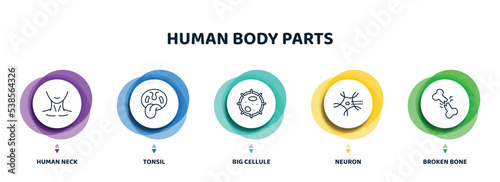 editable thin line icons with infographic template. infographic for human body parts concept. included human neck, tonsil, big cellule, neuron, broken bone icons.