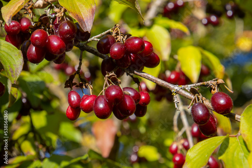 Close up of red and ripe cornelian cherry, also called Cornus mas