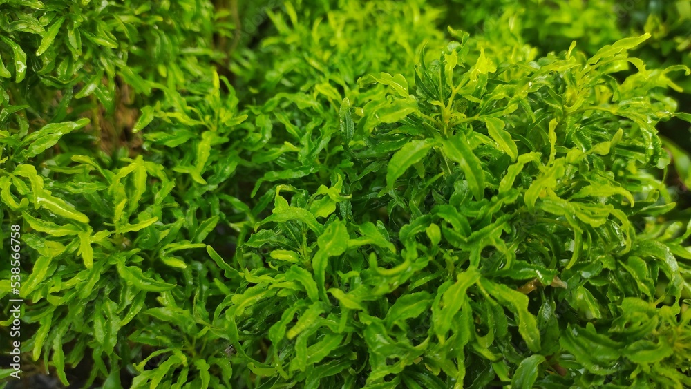 Wet fresh green Euodia or evodia leaves in the park after rain