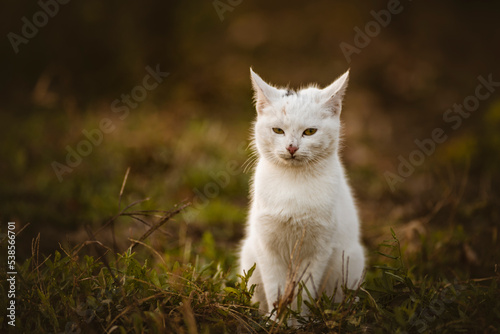 Beautiful white cat in the garden Cute  enjoying his life outdoors. feline looking at camera Countryside portrait background copy space outdoors autumn fall.