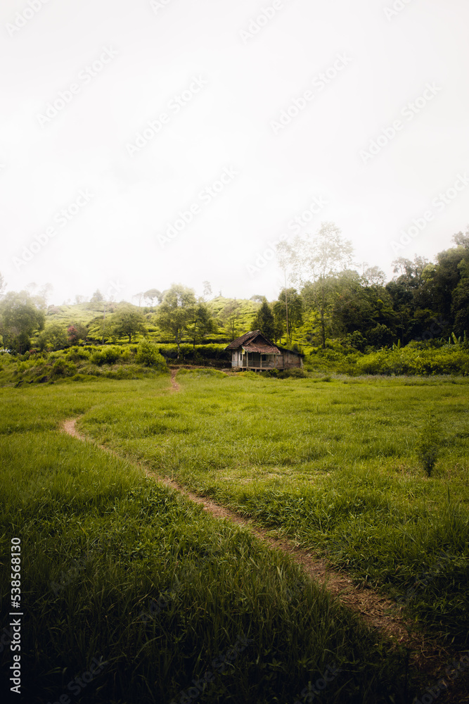 Obraz premium landscape with grass and clouds