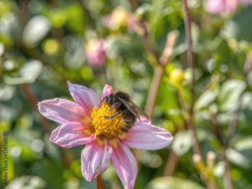 Hummel auf Blüte