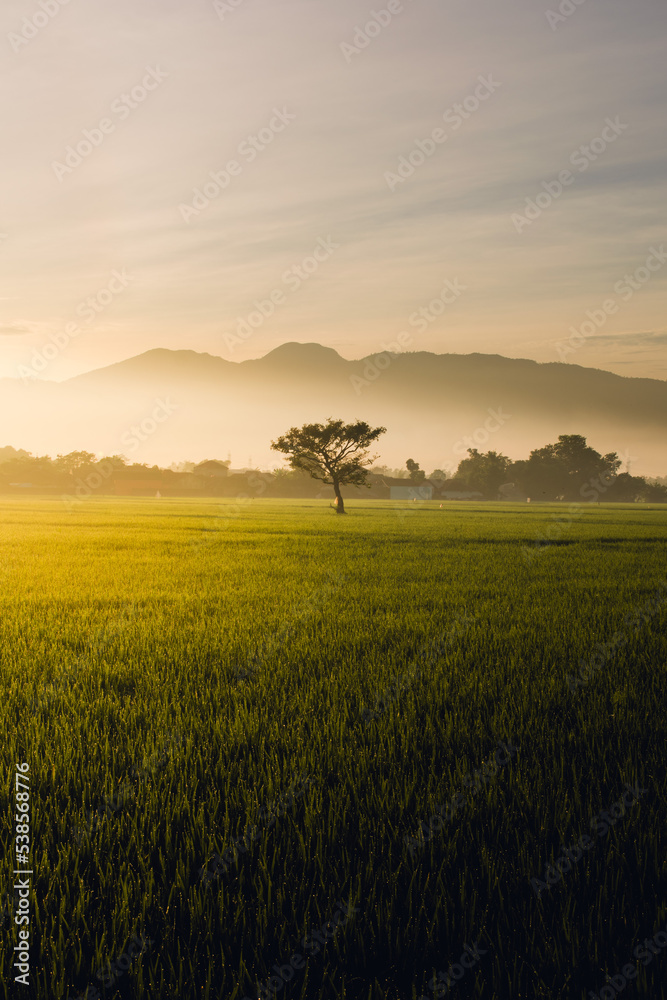 sunset over the field