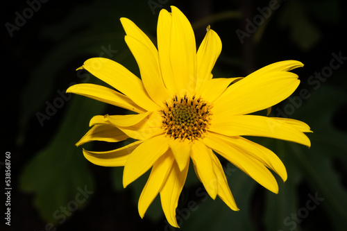Heliantus x laetiflorus - Cheerful sunflower - Perennial sunflower - Héliante vivace - Tournesol vivace photo