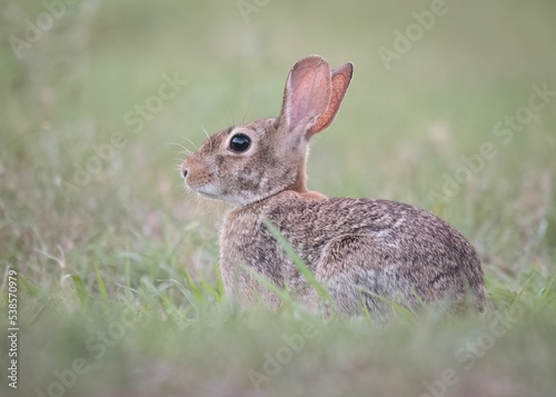 Selective focus of an Eastern cottontail rabbit, Sylvilagus floridanus on a grass looking aside photo