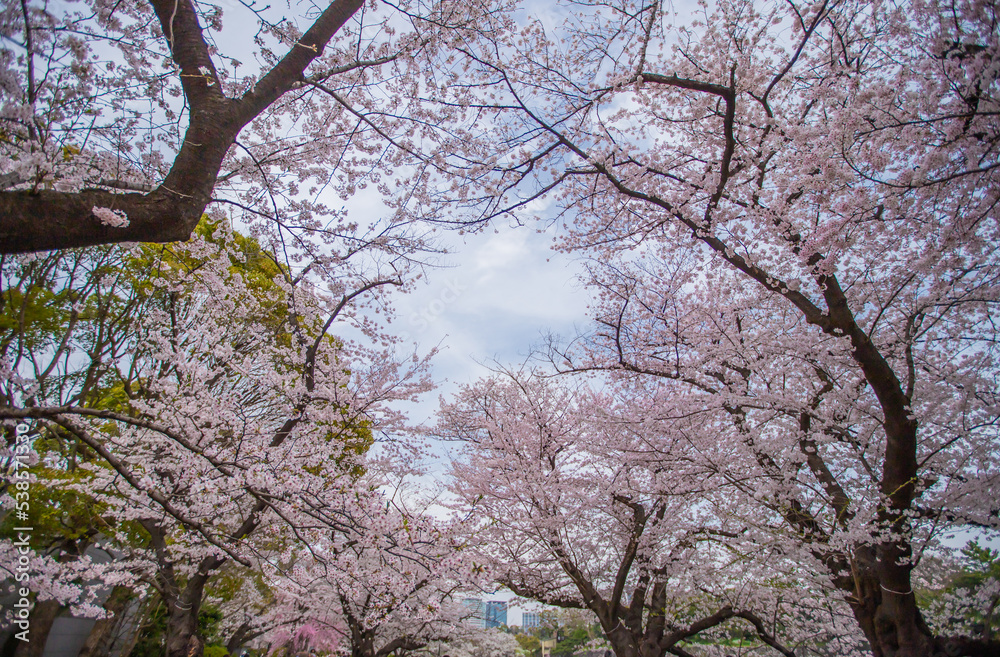 東京都 千鳥ヶ淵・桜風景
東京都 千鳥ヶ淵・桜風景