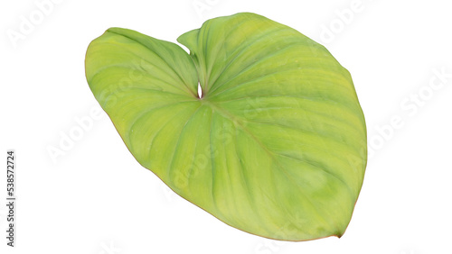 green leaves in the garden
