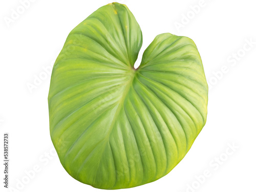 green leaves in the garden