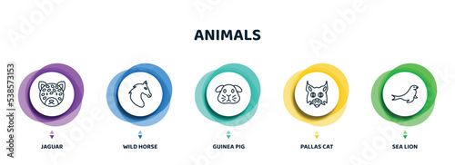 editable thin line icons with infographic template. infographic for animals concept. included jaguar, wild horse, guinea pig, pallas cat, sea lion icons.