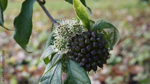 Berries of Eleutherococcus senticosus in garden 