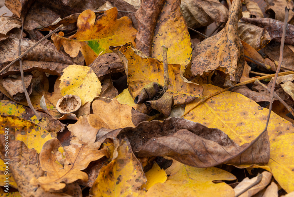 Leaves fallen from the trees during autumn. Leaves fallen from the trees during autumn.