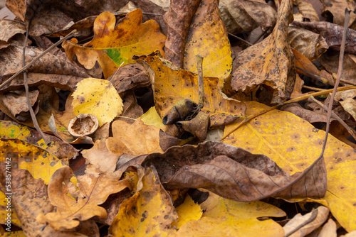 Leaves fallen from the trees during autumn.