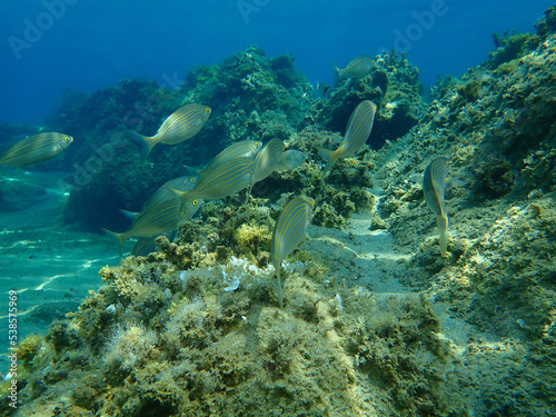 Salema porgy or dreamfish  Sarpa salpa  undersea  Aegean Sea  Greece  Halkidiki
