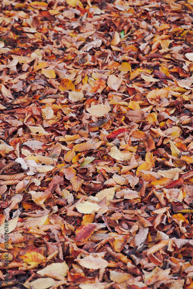 Large number of red and yellow and orange autumn leaves fallen on an empty park.
