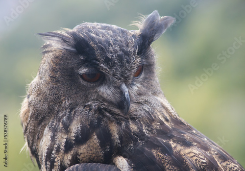 Uhu  (Bubo bubo)