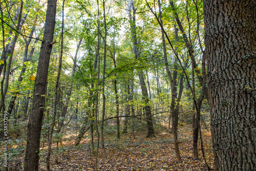 Fototapeta premium Autumn. Colorful leaves on the trees in the park. Selective focus.