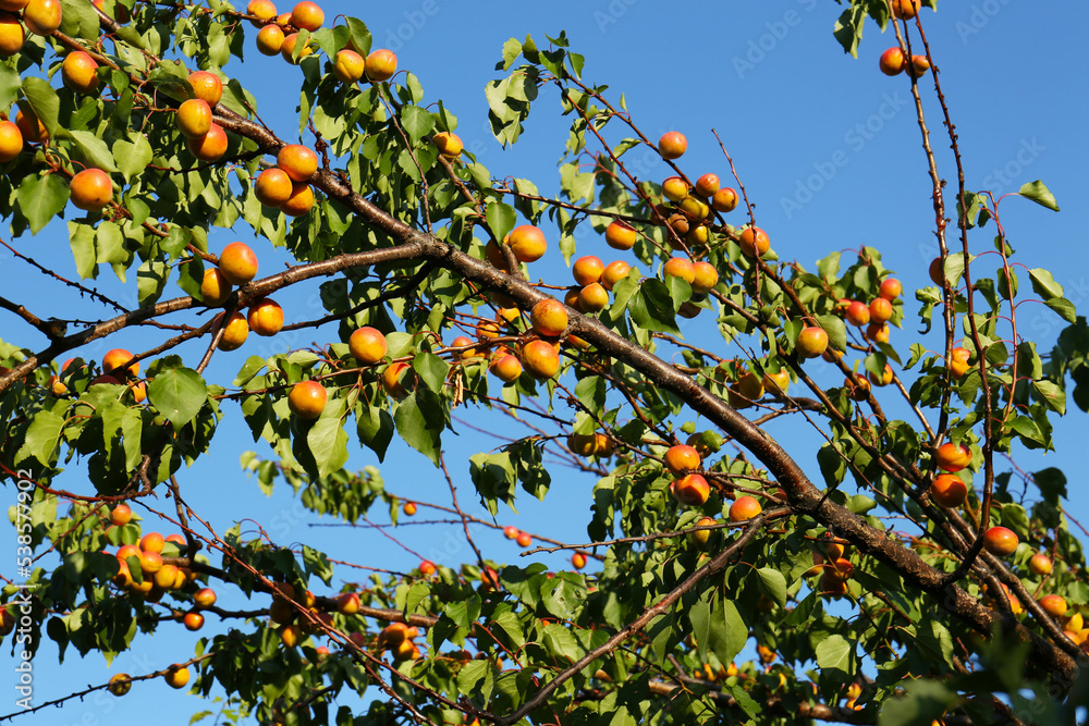 Branches with delicious ripe apricots on tree against sky Branches with delicious ripe apricots on tree against sky