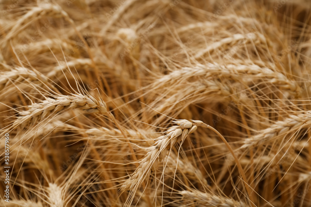 Ripe wheat spikes in agricultural field, closeup Ripe wheat spikes in agricultural field, closeup