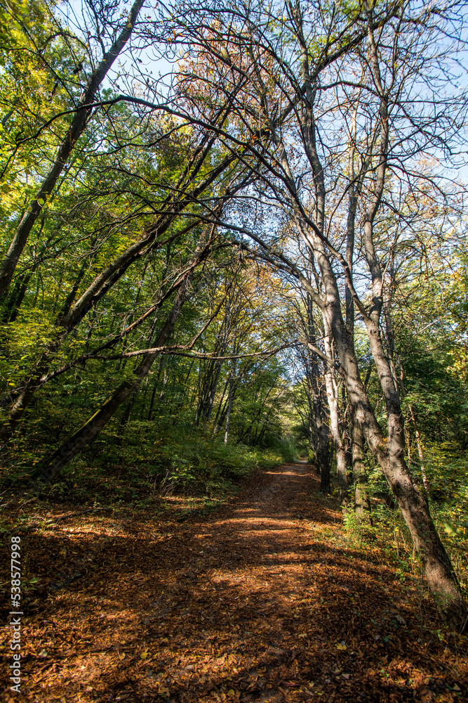 Autumn. Colorful leaves on the trees in the park. Selective focus.