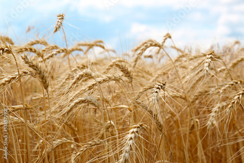 Ripe wheat spikes in agricultural field, closeup