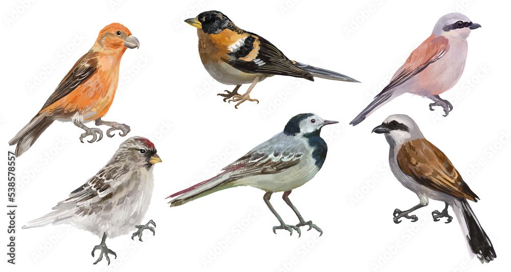 Digital set with regional northern birds. White background Digital set with regional northern birds. White background