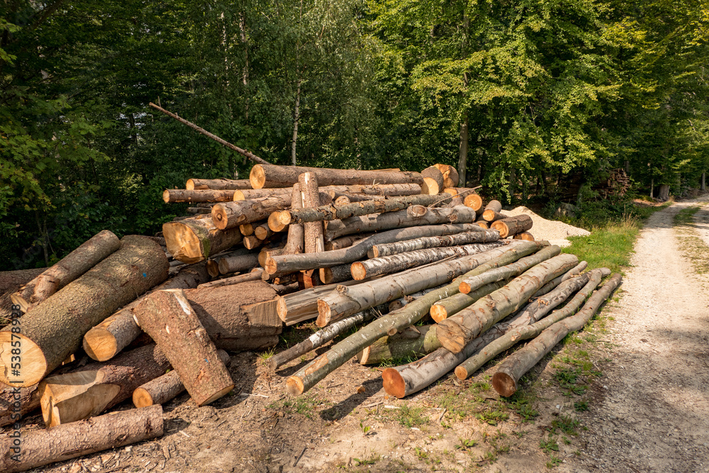 firewood cut in the forest to sale firewood cut in the forest to sale