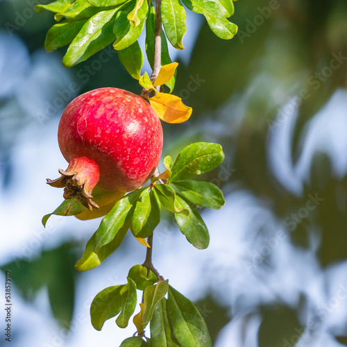 Fresh pomegranates on the tree. Pomegranate tree close up. Pomegranates are seasonal fruits in the fall. 