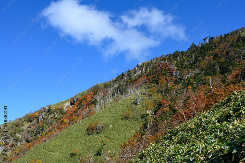 Naklejka premium 紅葉