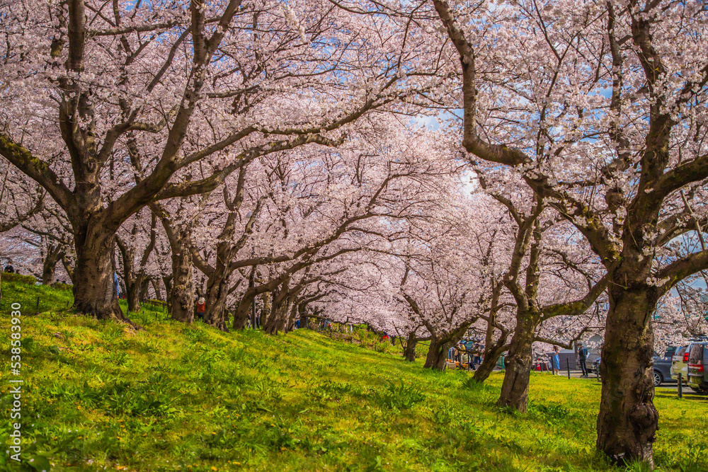 埼玉県　幸手権現堂桜堤・満開の桜と菜の花畑
