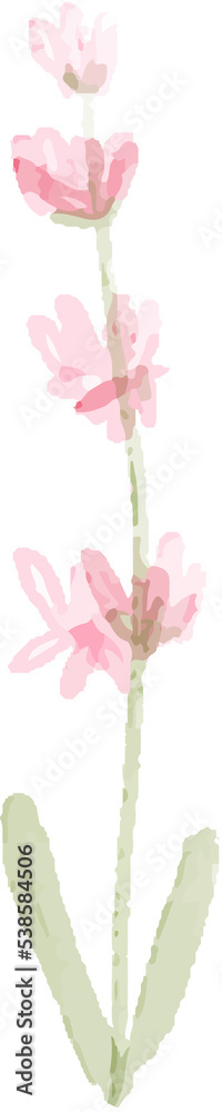pastel watercolor botanical drawing