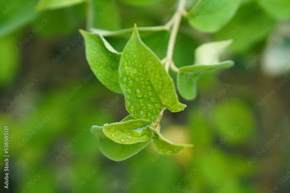 Gymnema Sylvestre Medicinal Plant Leaves. This plant is a good medicine for diabetes.Common names include gymnema, Australian cowplant and Gurmar. Gymnema Sylvestre Medicinal Plant Leaves. This plant is a good medicine for diabetes.Common names include gymnema, Australian cowplant and Gurmar.