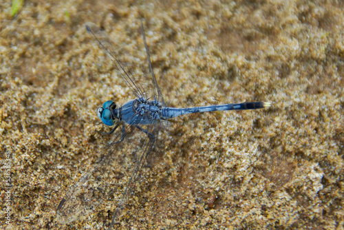 blue dragon fly