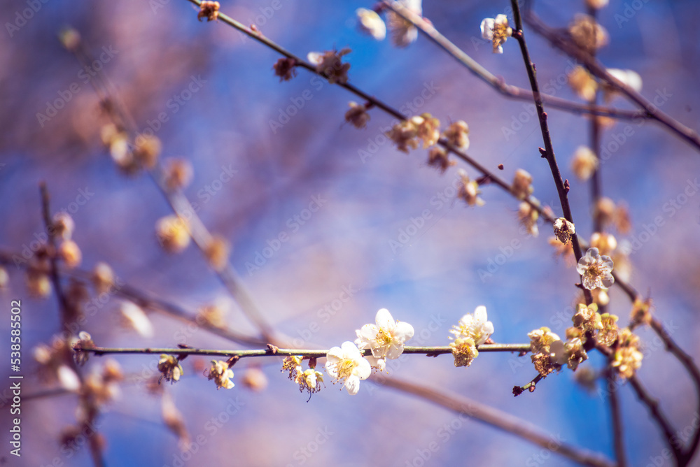 Purple Pastel flower floral soft nature blossom blurred background. Vintage retro romance plum botanical bloom spring season. Blurry Cherry blossom petals plant in beautiful garden. Backdrop template