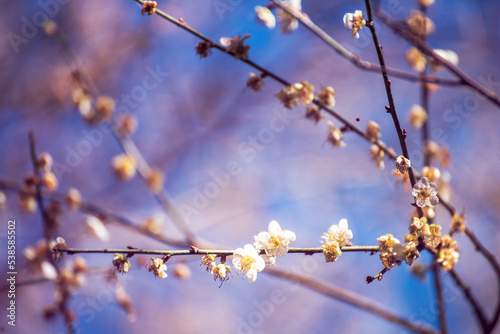 Purple Pastel flower floral soft nature blossom blurred background. Vintage retro romance plum botanical bloom spring season. Blurry Cherry blossom petals plant in beautiful garden. Backdrop template