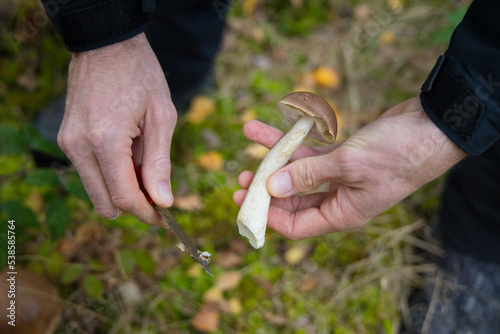 a person holding a knife and a birch mushroom
