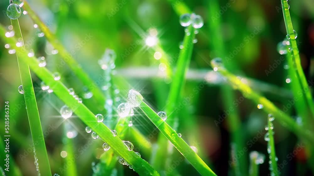 drops of dew on a green grass