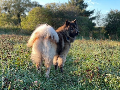 german shepherd dog