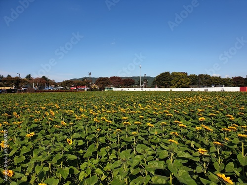 경주 해바라기 가을하늘