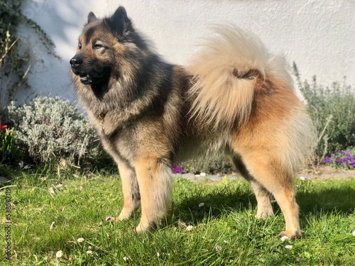german shepherd dog