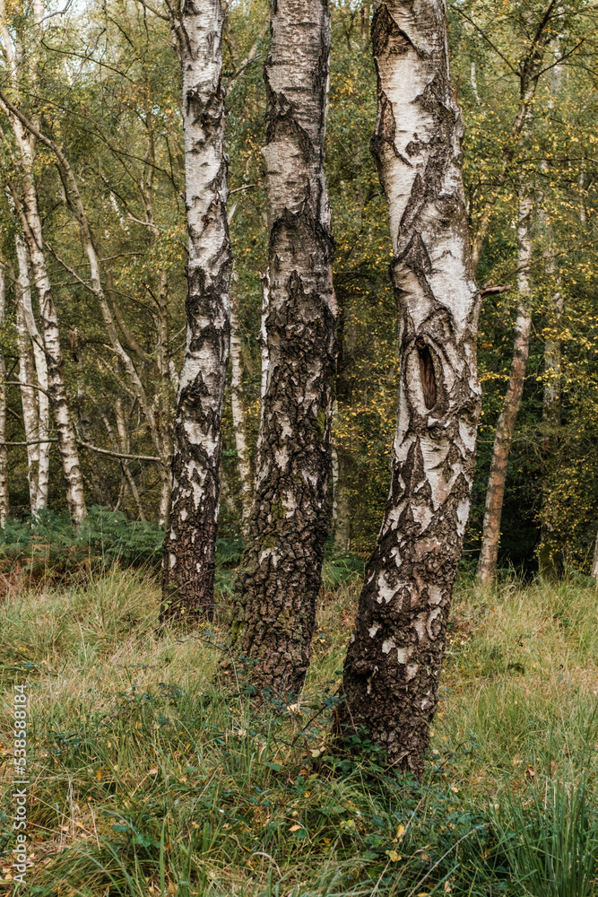 Obraz premium Sliver Birch